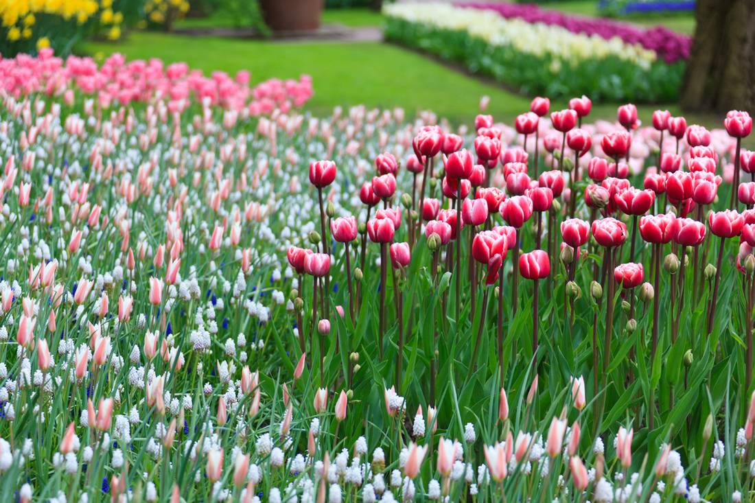 conseils fleurs bonne santé