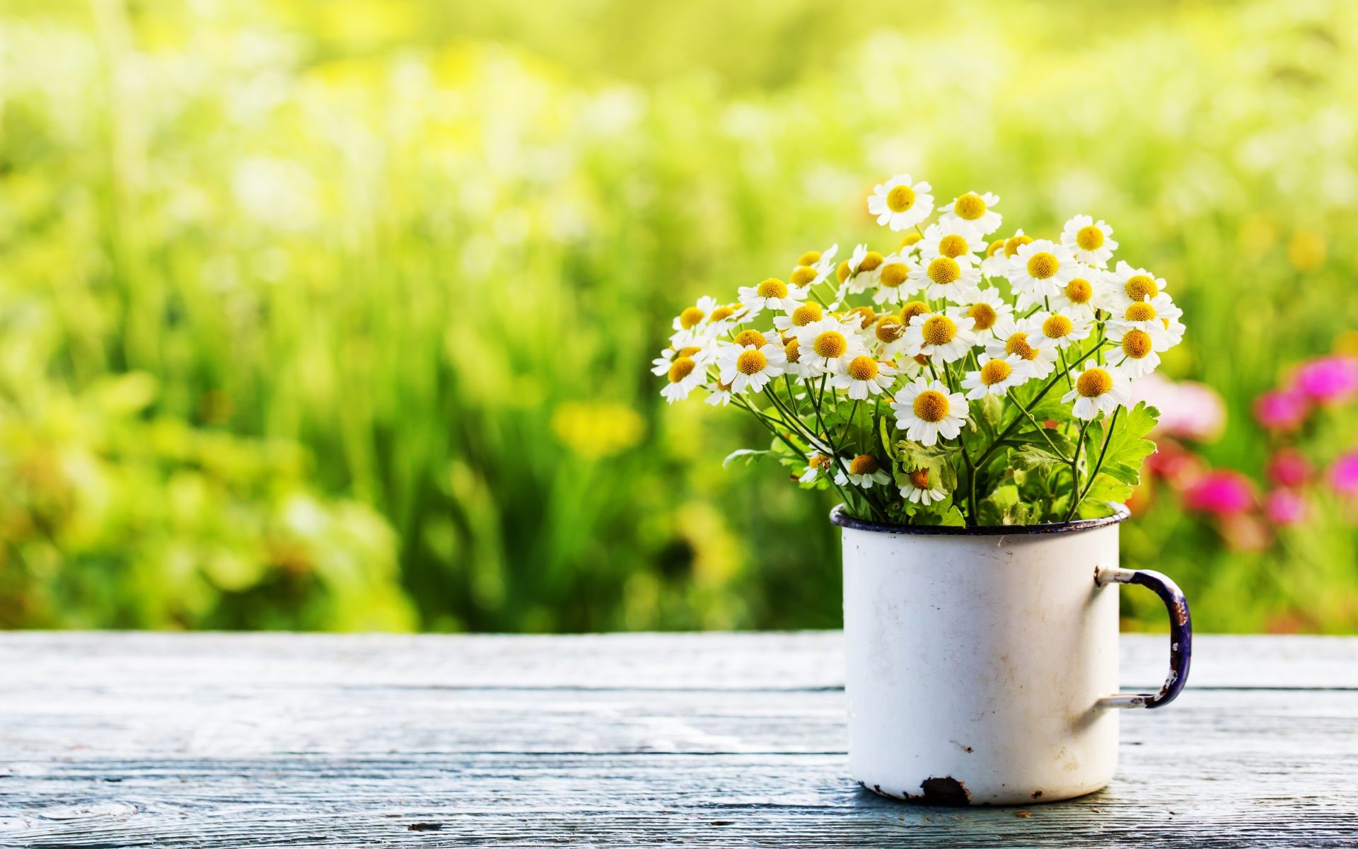 protéger plantes soleil