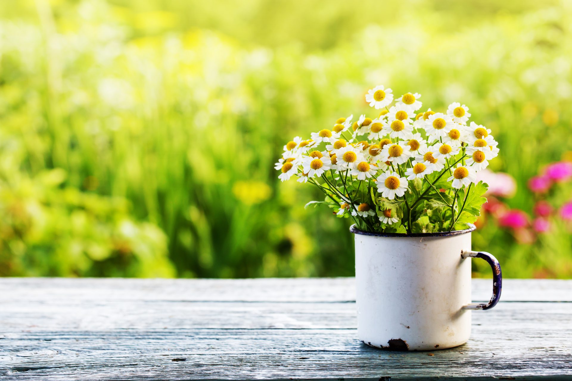 protéger plantes soleil