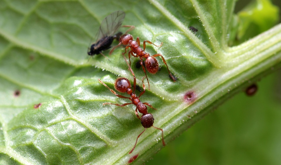 fourmis jardin